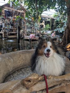Hond en flaminco's