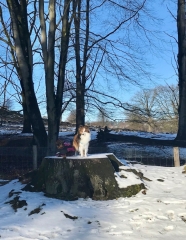 Veluwezoom-Posbank Twee honden op een boomstam bij de Veluwezoom-Posbank