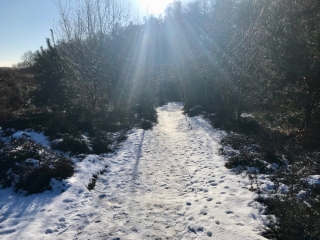 Veluwezoom-Posbank Besneeuwd pad bij de Veluwezoom-Posbank