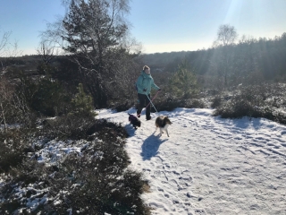 Veluwezoom-Posbank Wandelen met de honden in de sneeuw bij de Besneeuwd pad bij de Veluwezoom-Posbank