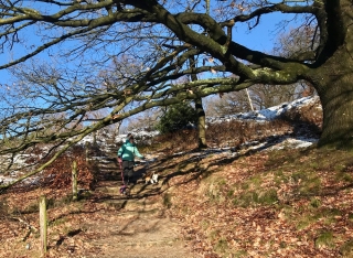 Veluwezoom-Posbank Met de honden wandelen bij de Veluwezoom-Posbank