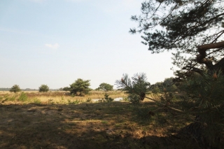 Wandelen met de Japanse krulstaarten in De Plateaux - Hageven