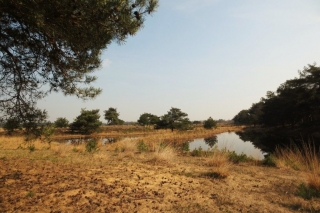 Wandelen met de hond in natuurgebied De Plateaux - Hageven
