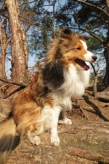 Filou de sheltie van OutDoor - Waarom met hond alles twee keer zo leuk is!