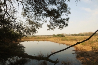 Wandelen met de hond in natuurgebied De Plateaux - Hageven