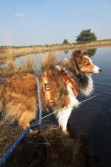 Filou de sheltie van OutDoor - Waarom met hond alles twee keer zo leuk is!