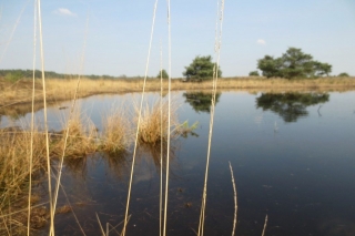Wandelen met de Japanse krulstaarten in De Plateaux - Hageven