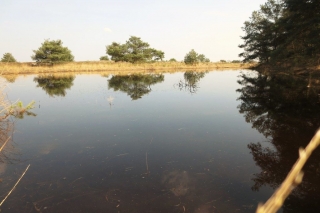 Water in natuurgebied De Plateaux - Hageven