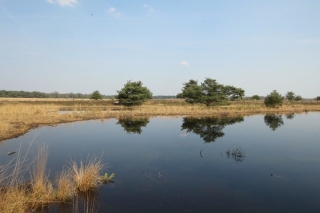 Water in natuurgebied De Plateaux - Hageven