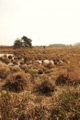 Wandelen met de Japanse krulstaarten in De Plateaux - Hageven