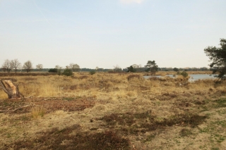 Wandelen met de hond in natuurgebied de Plateaux - Hageven