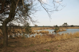 Wandelen met de hond in natuurgebied de Plateaux - Hageven