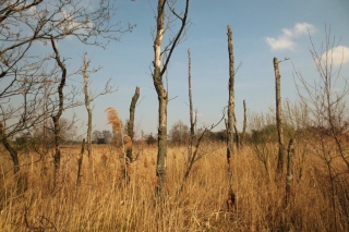 Wandelen met de hond in natuurgebied de Plateaux - Hageven