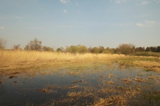 Wandelen met de hond in natuurgebied de Plateaux - Hageven