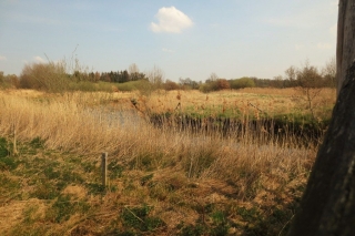 Wandelen met de hond in natuurgebied de Plateaux - Hageven