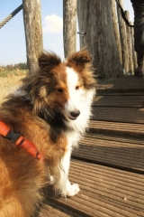 heltie Filou van OutDoor - Waarom met hond alles twee keer zo leuk is!