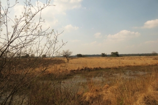 Wandelen met de hond in natuurgebied de Plateaux - Hageven
