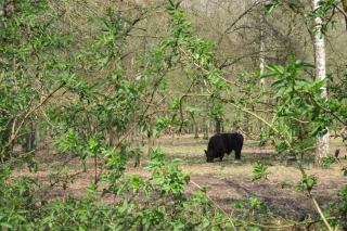 Galloway rund in natuurgebied Plateaux - de Hageven