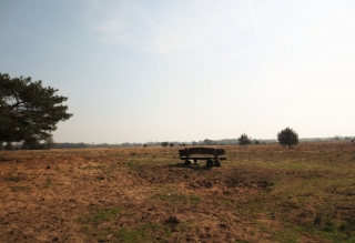 Wandelen met de Japanse krulstaarten in De Plateaux - Hageven