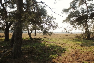 Wandelen met de Japanse krulstaarten in De Plateaux - Hageven