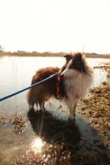 Filou de sheltie van OutDoor - Waarom met hond alles twee keer zo leuk is!