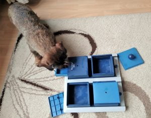 Teckel speelt Trixie hondenpuzzel