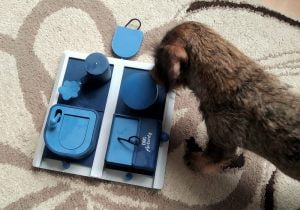Teckel speelt Trixie hondenpuzzel
