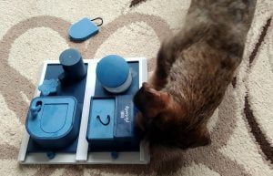 Teckel speelt Trixie hondenpuzzel