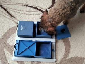 Teckel speelt Trixie hondenpuzzel