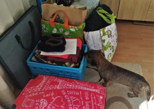Teckel kijkt naar ingepakte vakantiespullen