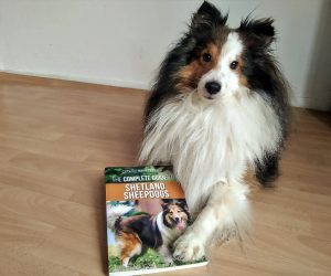 Sheltie poseert met een hondenboek over de sheltie