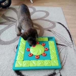 Seniorenhond doet puzzel
