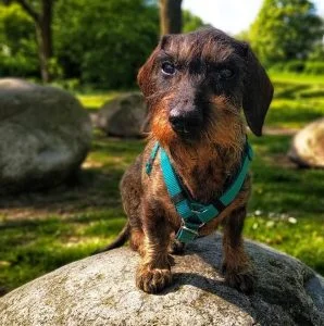 Seniorenhond op een steen