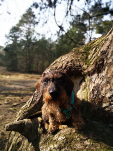 Seniorenhond in het bos